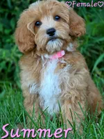Summer, a female Cavapoo for sale in Clear Lake, WI – 6 of 6
