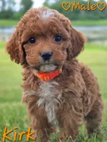 Kirk, a male Cockapoo for sale in Clear Lake, WI – 5 of 5