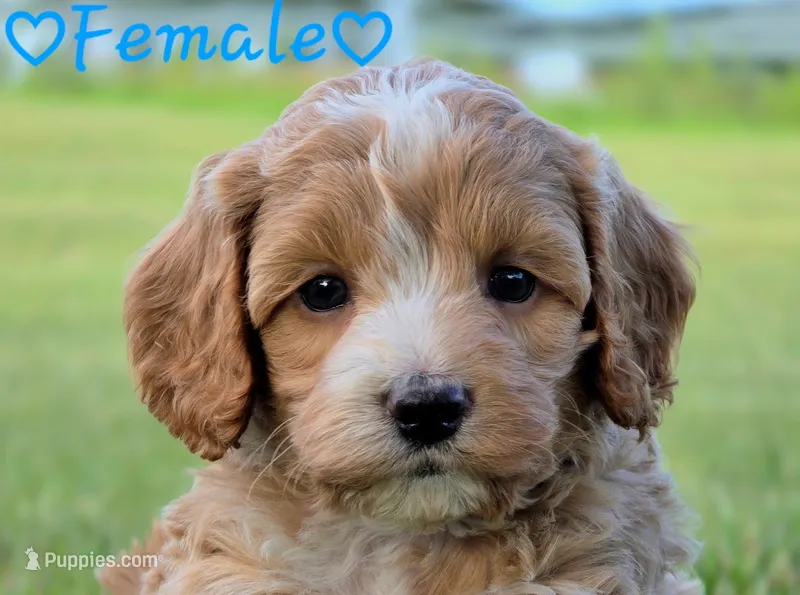 Paris – Cockapoo puppy for sale in Clear Lake, WI