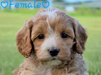 Paris, a female Cockapoo for sale in Clear Lake, WI – 1 of 5