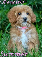 Summer, a female Cavapoo for sale in Clear Lake, WI – 3 of 6