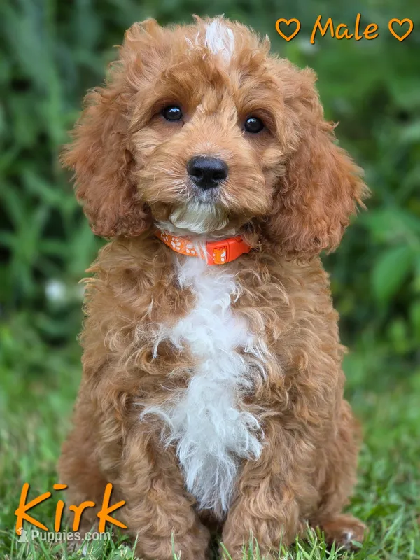 Kirk – Cockapoo puppy for sale in Clear Lake, WI