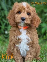 Kirk, a male Cockapoo for sale in Clear Lake, WI – 1 of 6
