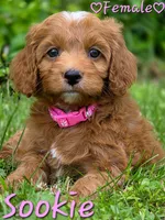 Sookie, a female Cockapoo for sale in Clear Lake, WI – 5 of 5