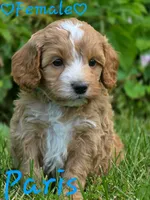 Paris, a female Cockapoo for sale in Clear Lake, WI – 3 of 5