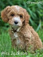 Miss Jackson, a female Cockapoo for sale in Clear Lake, WI – 2 of 3