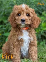 Kirk, a male Cockapoo for sale in Clear Lake, WI – 5 of 6