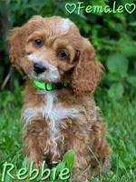 Rebbie, a female Cockapoo for sale in Clear Lake, WI – 1 of 3