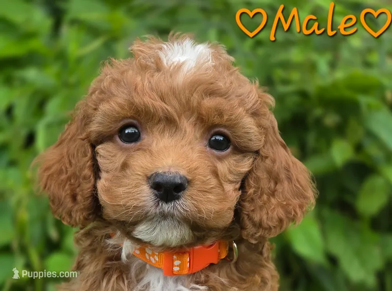 Kirk – Cockapoo puppy for sale in Clear Lake, WI