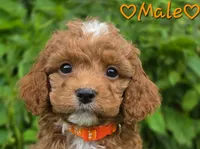 Kirk, a male Cockapoo for sale in Clear Lake, WI – 1 of 5
