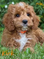 Kirk, a male Cockapoo for sale in Clear Lake, WI – 4 of 6