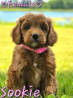 Sookie, a female Cockapoo for sale in Clear Lake, WI – 3 of 5