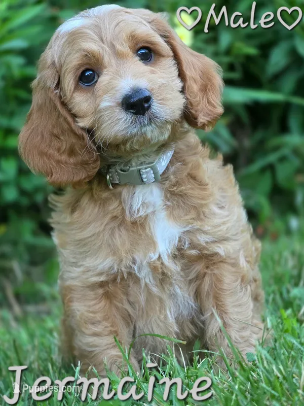 Jermaine – Cockapoo puppy for sale in Clear Lake, WI