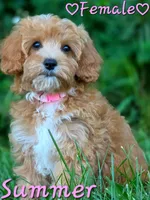 Summer, a female Cavapoo for sale in Clear Lake, WI – 2 of 6