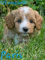 Paris, a female Cockapoo for sale in Clear Lake, WI – 2 of 5