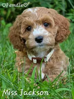 Miss Jackson, a female Cockapoo for sale in Clear Lake, WI – 3 of 3