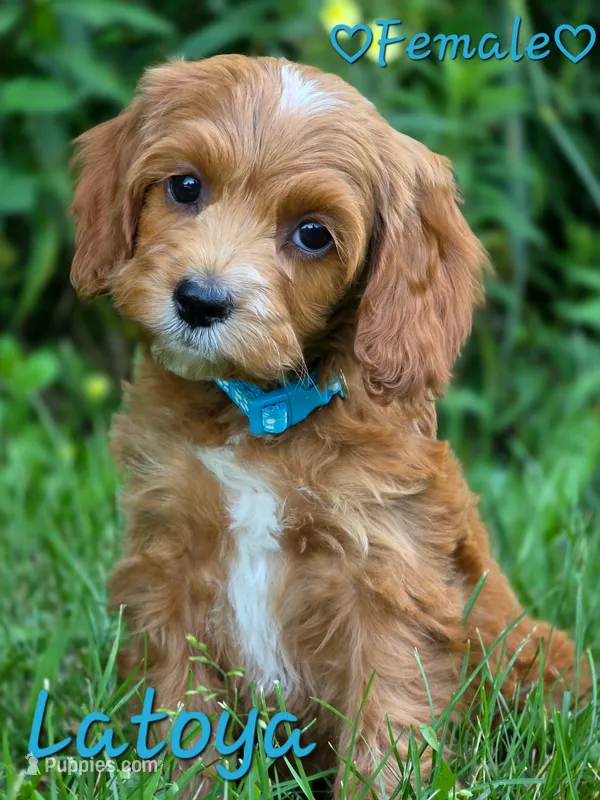 Latoya – Cockapoo puppy for sale in Clear Lake, WI