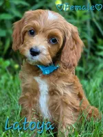 Latoya, a female Cockapoo for sale in Clear Lake, WI – 1 of 3