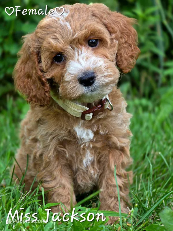 Miss Jackson – Cockapoo puppy for sale in Clear Lake, WI