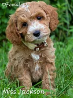 Miss Jackson, a female Cockapoo for sale in Clear Lake, WI – 1 of 3