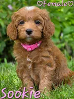 Sookie, a female Cockapoo for sale in Clear Lake, WI – 4 of 5