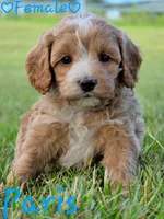 Paris, a female Cockapoo for sale in Clear Lake, WI – 4 of 5
