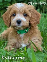 Katherine, a female Cockapoo for sale in Clear Lake, WI – 3 of 3