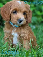 Latoya, a female Cockapoo for sale in Clear Lake, WI – 2 of 3