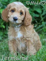 Jermaine, a male Cockapoo for sale in Clear Lake, WI – 2 of 3