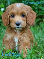 Latoya, a female Cockapoo for sale in Clear Lake, WI – 3 of 3
