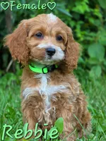 Rebbie, a female Cockapoo for sale in Clear Lake, WI – 3 of 3