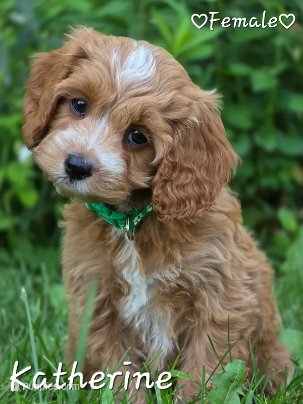 Katherine – Cockapoo puppy for sale in Clear Lake, WI