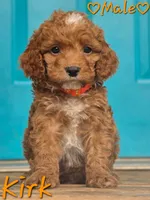 Kirk, a male Cockapoo for sale in Clear Lake, WI – 2 of 5