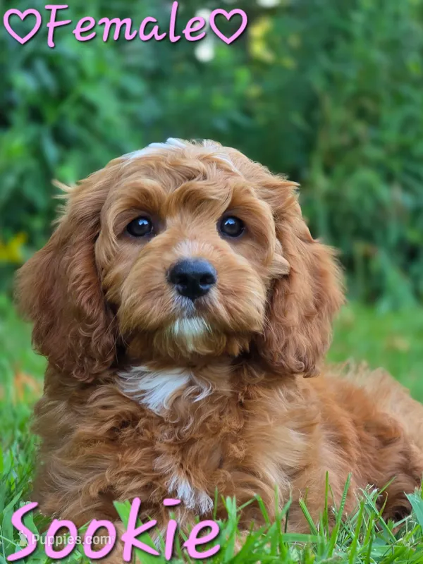 Sookie – Cockapoo puppy for sale in Clear Lake, WI