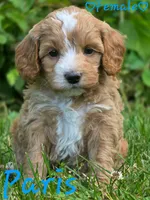 Paris, a female Cockapoo for sale in Clear Lake, WI – 5 of 5