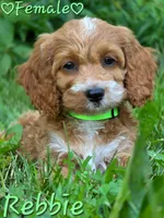 Rebbie, a female Cockapoo for sale in Clear Lake, WI – 2 of 3
