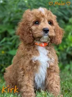Kirk, a male Cockapoo for sale in Clear Lake, WI – 2 of 6
