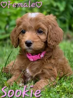Sookie, a female Cockapoo for sale in Clear Lake, WI – 2 of 5