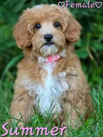 Summer, a female Cavapoo for sale in Clear Lake, WI – 4 of 6