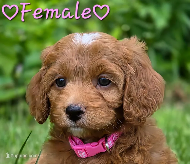 Sookie – Cockapoo puppy for sale in Clear Lake, WI