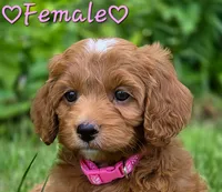 Sookie, a female Cockapoo for sale in Clear Lake, WI – 1 of 5