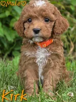 Kirk, a male Cockapoo for sale in Clear Lake, WI – 3 of 5