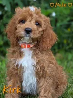 Kirk, a male Cockapoo for sale in Clear Lake, WI – 6 of 6