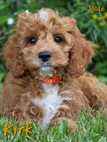 Kirk, a male Cockapoo for sale in Clear Lake, WI – 3 of 6