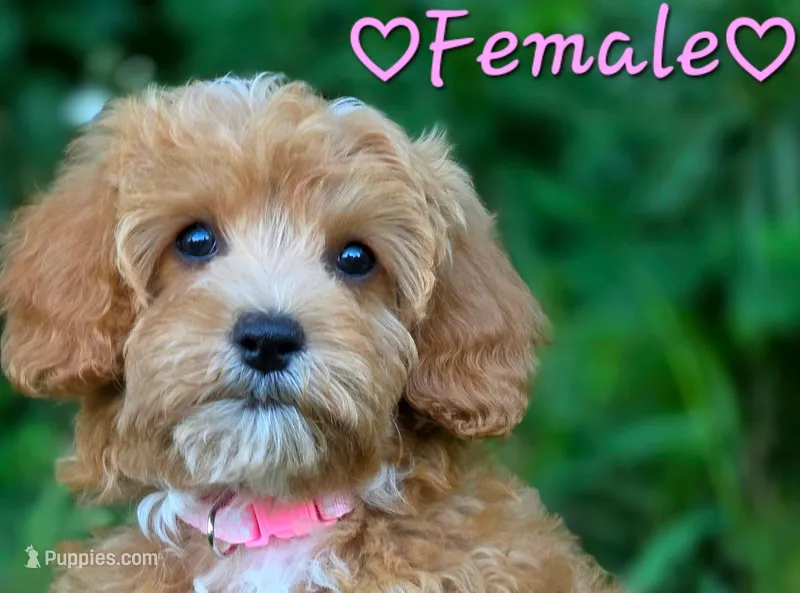 Summer – Cavapoo puppy for sale in Clear Lake, WI