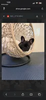 Lavender , a female French Bulldog for sale in Cincinnati, OH – 4 of 5