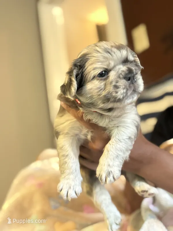 Coffee Beans – French Bulldog puppy for sale in Cincinnati, OH