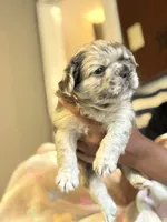 Coffee Beans, a male French Bulldog for sale in Cincinnati, OH – 1 of 7