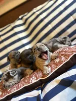 Cinnamon Raisin Bagel, a female French Bulldog for sale in Cincinnati, OH – 6 of 7
