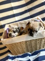 Cinnamon Raisin Bagel, a female French Bulldog for sale in Cincinnati, OH – 3 of 7